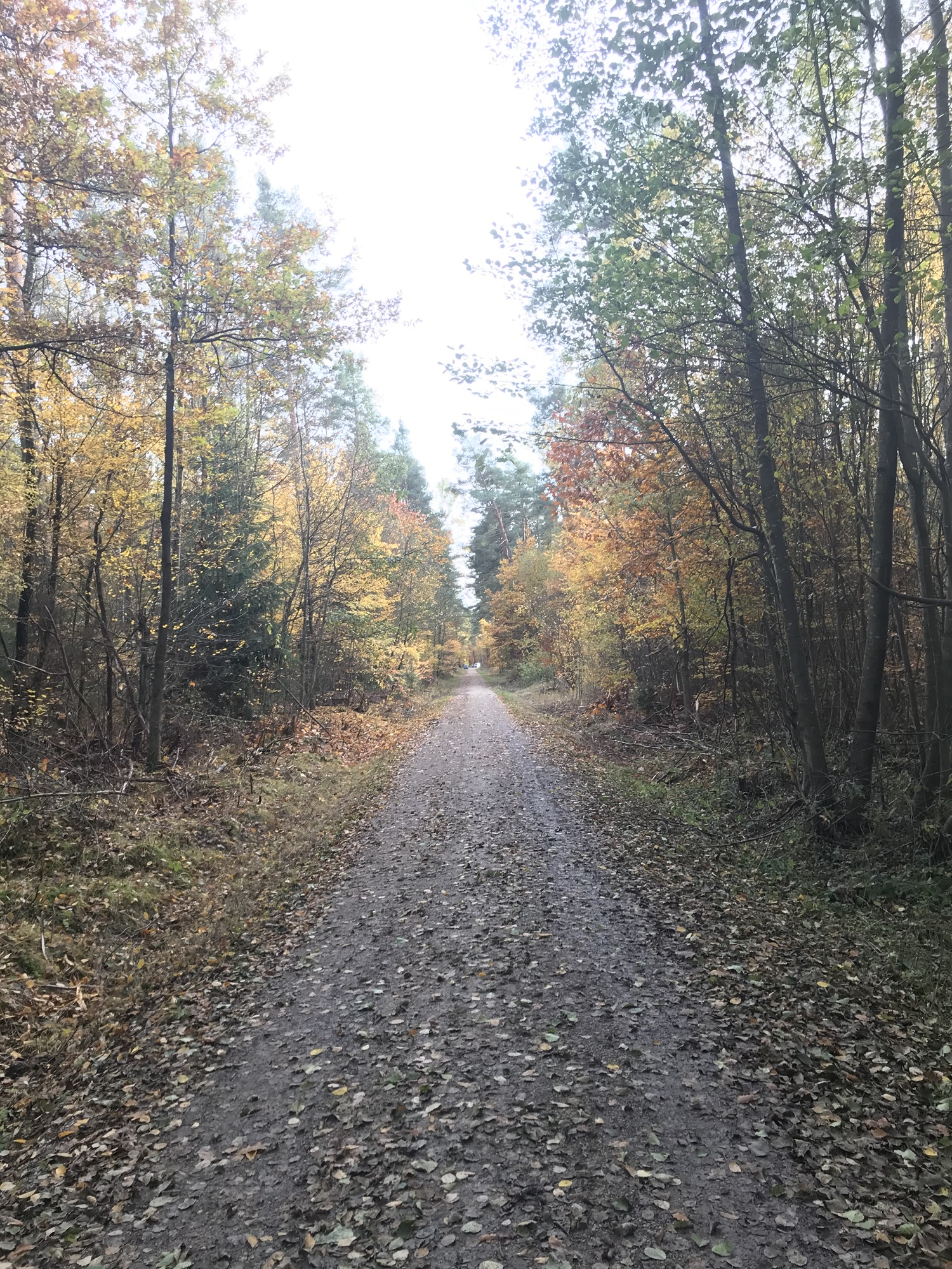 You are currently viewing 30 Days of Fall Activities for a Calm & Intentional Family Season