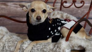 Read more about the article How to Add a Dog to Your Family Without Losing Your Sanity