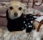 How to Add a Dog to Your Family Without Losing Your Sanity