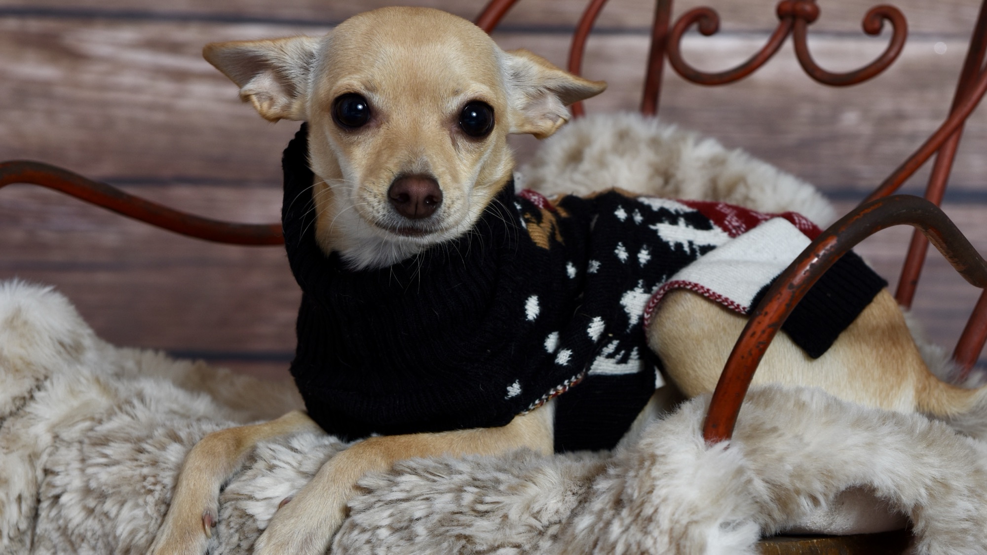 You are currently viewing How to Add a Dog to Your Family Without Losing Your Sanity